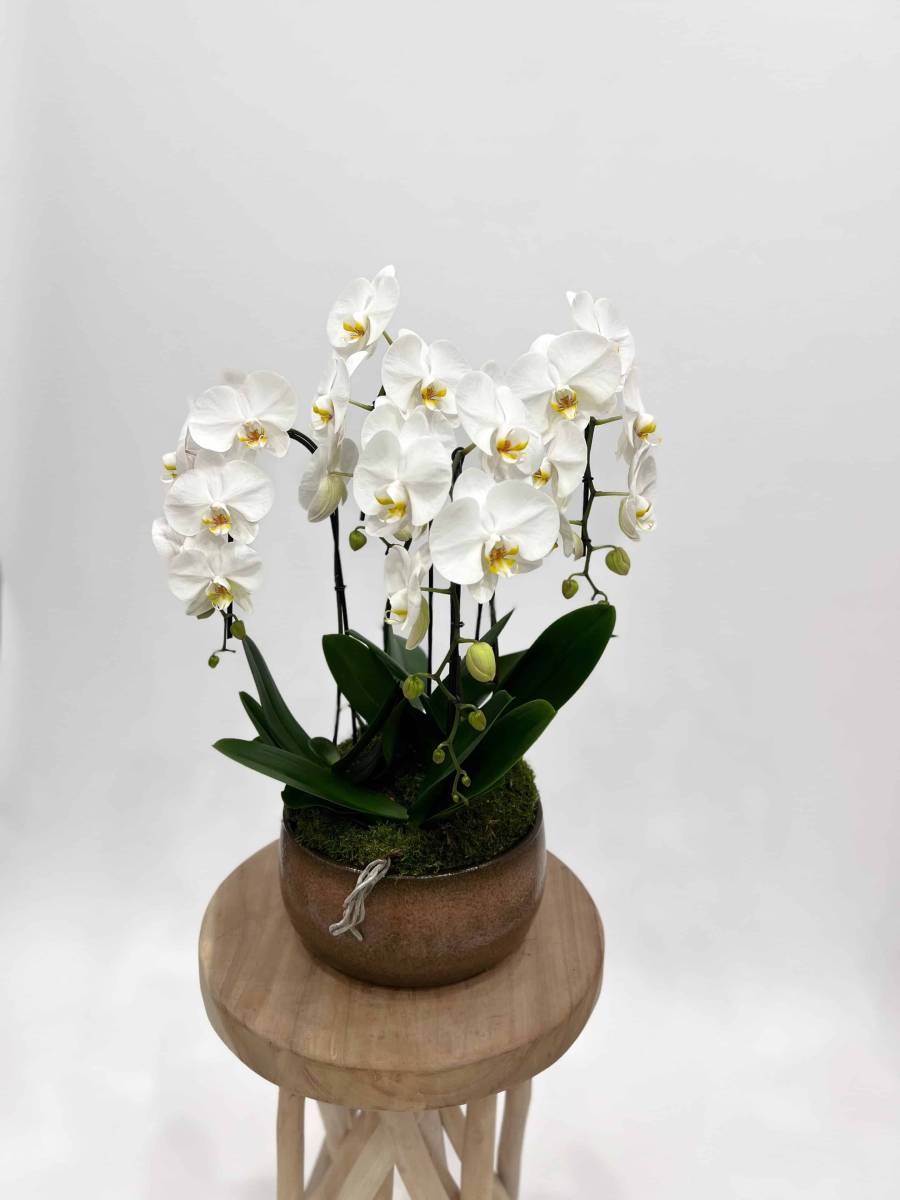 Livraison d'orchidées et compositions d'orchidées pour Roch Hachana à Paris 8e