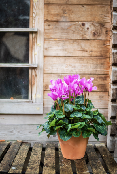 Plantes d'Extérieur de Fleurs d'Auteuil à Paris 5e : Créez un Jardin Urbain avec Élégance