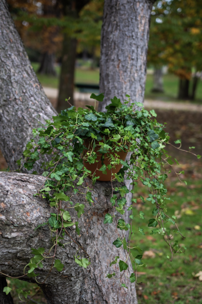 Plantes d'Extérieur de Fleurs d'Auteuil à Paris 8e : Chic et Verdure au Coeur de la Capitale