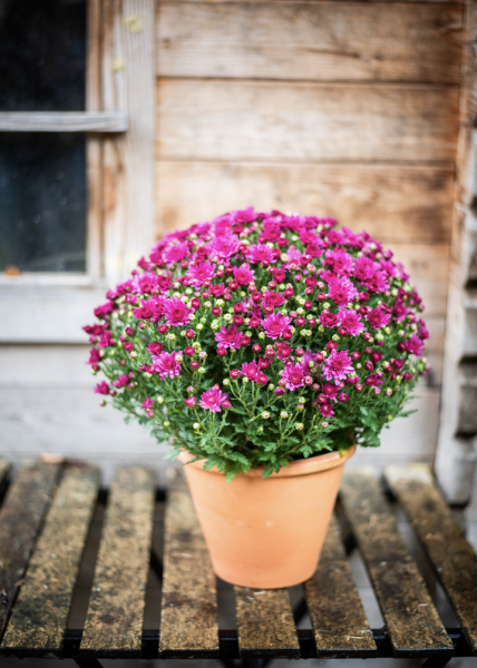 Plantes d'Extérieur de Fleurs d'Auteuil à Paris 9e : Nature et Élégance au Cœur de Paris