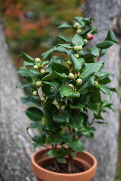 Plantes d'Extérieur de Fleurs d'Auteuil à Paris 10e : Verdure et Confort en Plein Centre de Paris