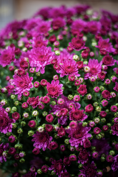 Plantes d'Extérieur de Fleurs d'Auteuil à Paris 12e : Verdure et Confort au Coeur d'un Quartier Énergique