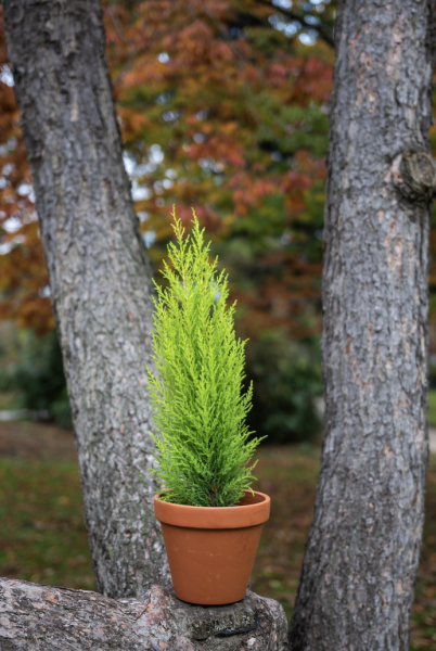 Plantes d'Extérieur de Fleurs d'Auteuil à Paris 13e : Éclat et Nature au Coeur d'un Quartier Moderne