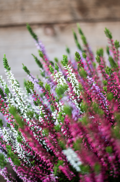 Plantes d'Extérieur de Fleurs d'Auteuil à Paris 14e : Verdure et Sérénité au Coeur d'un Quartier Paisible