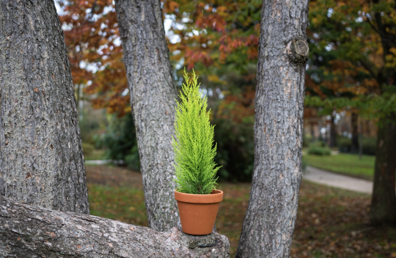 Plantes d'Extérieur de Fleurs d'Auteuil à Levallois-Perret : Élevez Votre Espace Extérieur avec Élégance