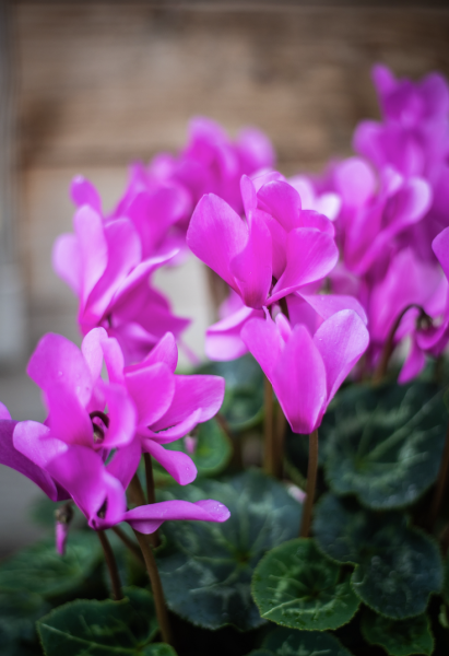Plantes d'Extérieur de Fleurs d'Auteuil à Paris 15e : Élégance et Fraîcheur au Coeur d'un Quartier Résidentiel