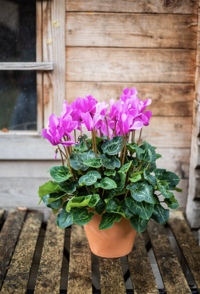 Plantes d'Extérieur de Fleurs d'Auteuil à Paris 16e : Luxe et Nature au Coeur d'un Quartier Prestigieux