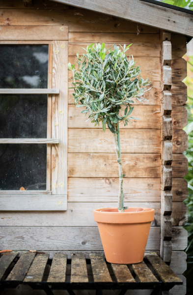 Plantes d'Extérieur de Fleurs d'Auteuil à Paris 17e : Élégance et Nature au Coeur d'un Quartier Dynamique