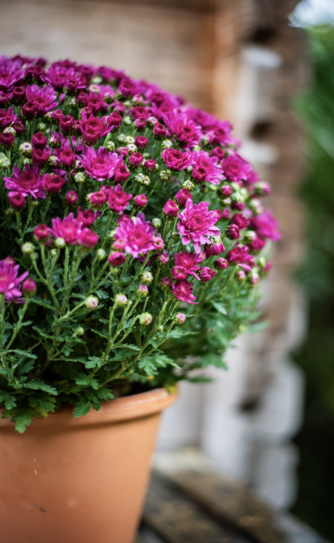 Plantes d'Extérieur de Fleurs d'Auteuil à Paris 18e : Verdure et Charme au Coeur d'un Quartier Artistique