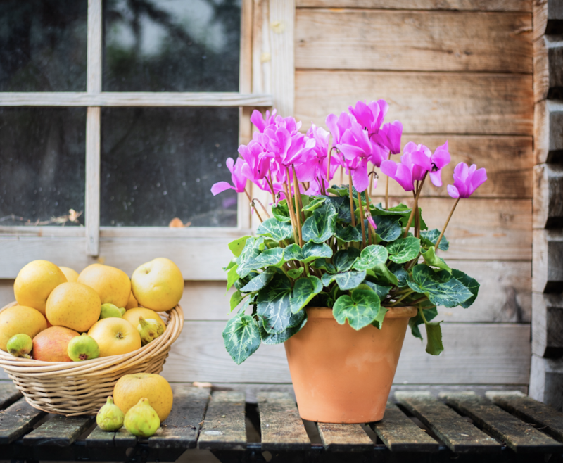 Plantes d'Extérieur de Fleurs d'Auteuil à Issy-les-Moulineaux : Créez un Oasis de Verdure