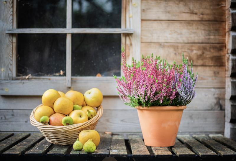 Plantes d'Extérieur de Fleurs d'Auteuil à Boulogne-Billancourt : Élevez Votre Jardin et Votre Terrasse