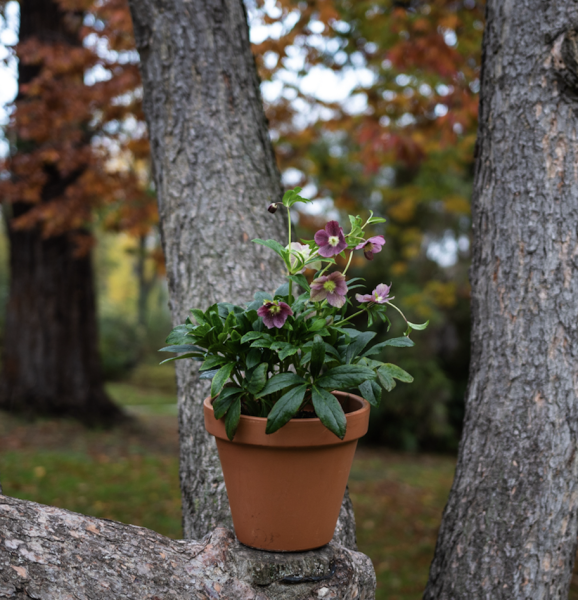 Plantes d'Extérieur de Fleurs d'Auteuil à Neuilly-sur-Seine : Un Écrin de Verdure pour Vos Espaces Extérieurs