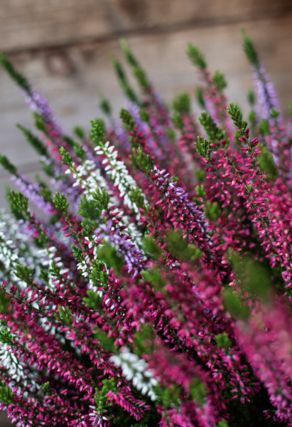 Plantes d'Extérieur de Fleurs d'Auteuil à Paris 2e : Vert et Élégance au Centre de la Capitale