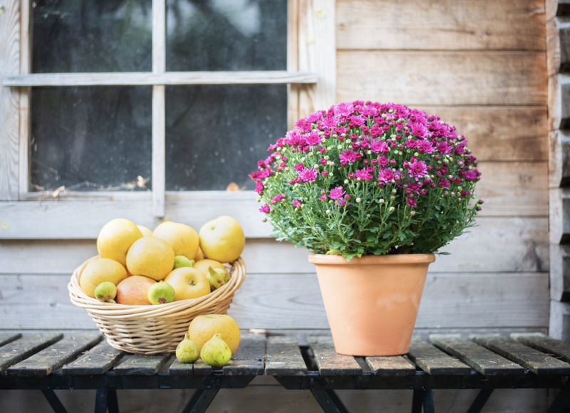 Plantes d'Extérieur de Fleurs d'Auteuil à Paris 4e : Vert et Vitalité au Coeur Historique