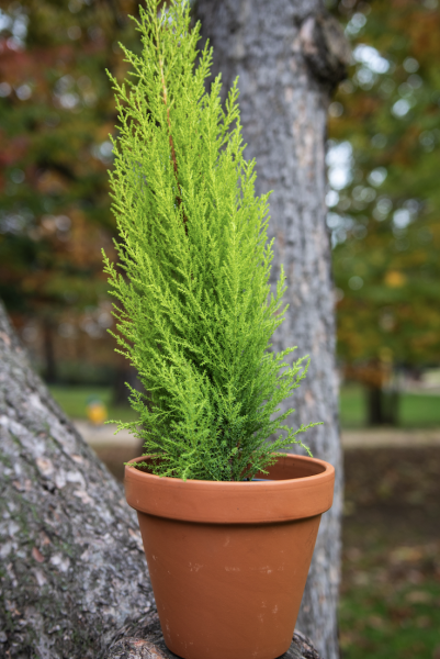 Plantes d'Extérieur de Fleurs d'Auteuil à Paris 6e : Élégance et Nature au Coeur du Quartier Latin