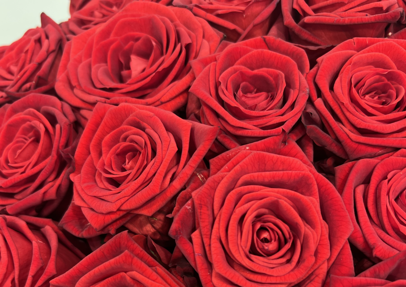 Des Bouquets de Roses pour une Rentrée Éclatante à Neuilly-sur-Seine