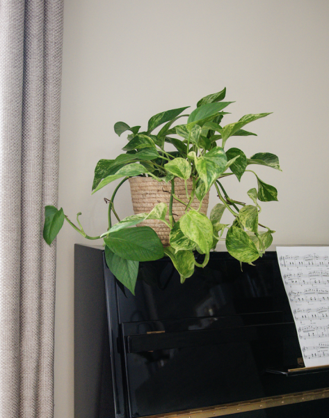 Plantes d'Intérieur de Fleurs d'Auteuil à Neuilly-sur-Seine : Élégance Végétale pour Votre Espace