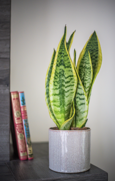 Plantes d'Intérieur de Fleurs d'Auteuil à Paris 16e Arrondissement : L'Élégance Naturelle dans un Cadre Historique