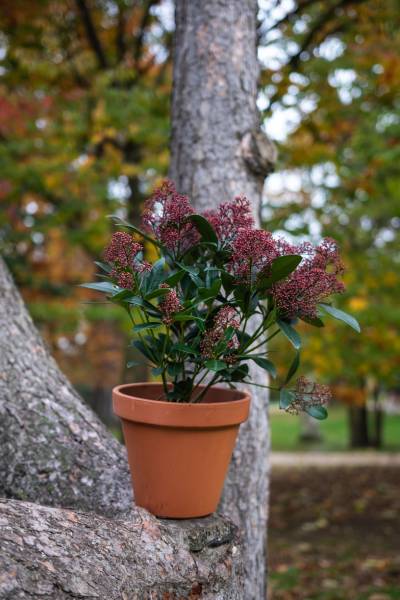 Cache-pots sophistiqués chez Fleurs d'Auteuil : Choisissez le style qui vous ressemble