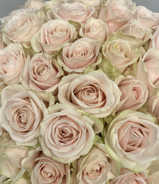 Un Bouquet de Roses pour Embellir la Rentrée à Levallois-Perret