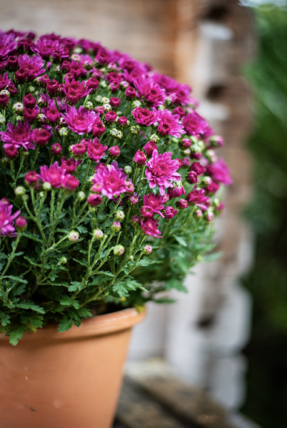 Vases et Cache-Pots de Fleurs d'Auteuil : Livraison à Paris 6e Arrondissement