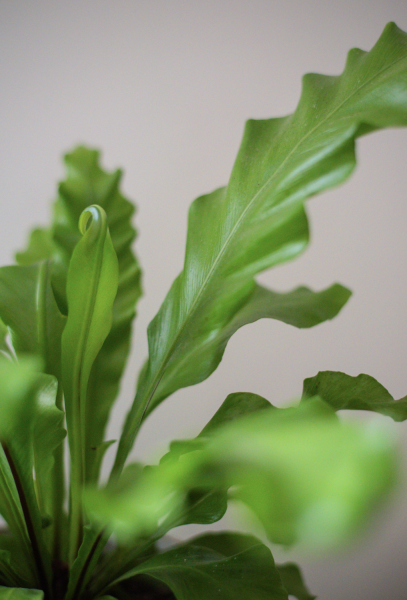 Plantes d'Intérieur de Fleurs d'Auteuil à Paris 19e Arrondissement : La Nature au Cœur de la Ville