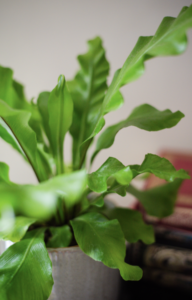 Plantes d'Intérieur de Fleurs d'Auteuil à Paris 15e Arrondissement : Un Coin de Verdure au Cœur de la Vie Citadine