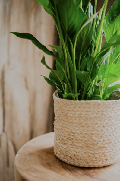 Vases et Cache-Pots de Fleurs d'Auteuil : Livraison à Paris 4e Arrondissement