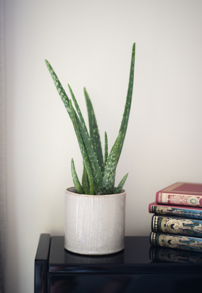 Plantes d'Intérieur de Fleurs d'Auteuil à Paris 20e Arrondissement : Un Havre de Verdure à Ménilmontant