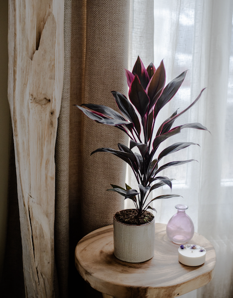 Plantes d'Intérieur de Fleurs d'Auteuil à Paris 3e Arrondissement : Un Souffle de Nature dans le Marais