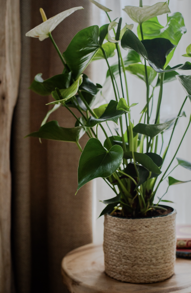 Plantes d'Intérieur de Fleurs d'Auteuil à Paris 8e Arrondissement : Raffinement Végétal à Deux Pas des Champs-Élysées