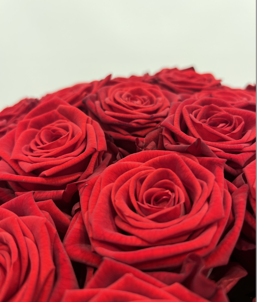 Des Roses pour une Rentrée Éclatante dans le 4e Arrondissement de Paris