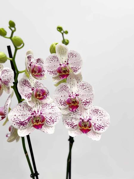 Livraison d'orchidées et compositions d'orchidées pour Roch Hachana à Paris 9e