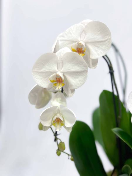 Fleurs d'Auteuil -  Demander la livraison d'un bouquet de roses blanches à Boulogne-Billancourt 92100