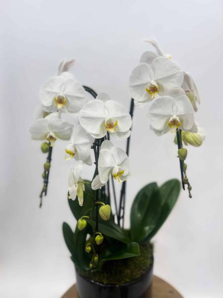 Livraison d'orchidées et compositions d'orchidées pour Roch Hachana à Paris 15e