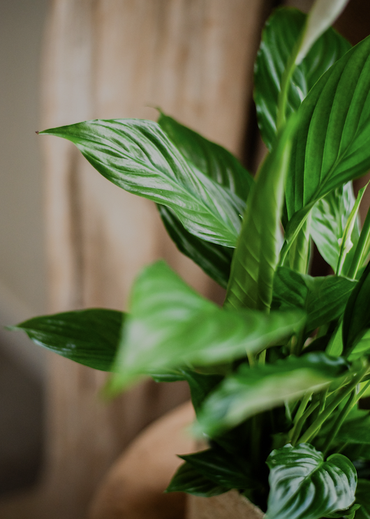 Plantes d'Intérieur de Fleurs d'Auteuil à Paris 5e Arrondissement : Un Jardin Intérieur au Cœur du Quartier Latin