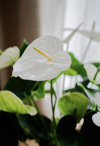 Plantes d'Intérieur de Fleurs d'Auteuil à Paris 11e Arrondissement : Un Coin de Nature au Cœur de l'Effervescence
