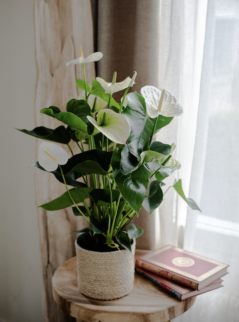 Plantes d'Intérieur de Fleurs d'Auteuil à Paris 6e Arrondissement : Élégance Végétale à Saint-Germain-des-Prés