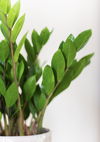 Plantes d'Intérieur de Fleurs d'Auteuil à Paris 12e Arrondissement : Élevez Votre Espace avec une Touche de Verdure