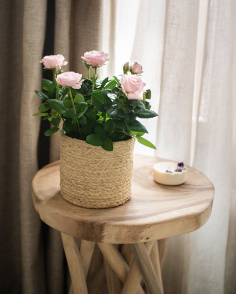 Plantes d'Intérieur de Fleurs d'Auteuil à Paris 18e Arrondissement : Un Refuge de Verdure au Cœur de Montmartre