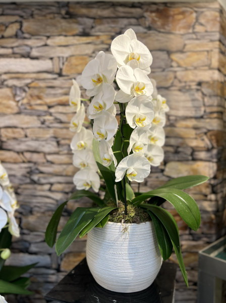 Compositions florales pour bureau d'entreprises à Paris 15ème