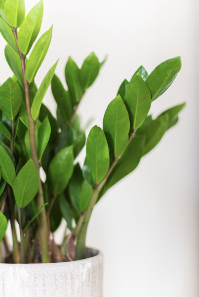 Vases et Cache-Pots de Fleurs d'Auteuil : Livraison à Neuilly-sur-Seine