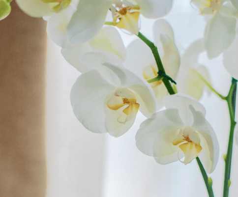 Livraison d'orchidées et compositions d'orchidées pour Roch Hachana à Boulogne-Billancourt