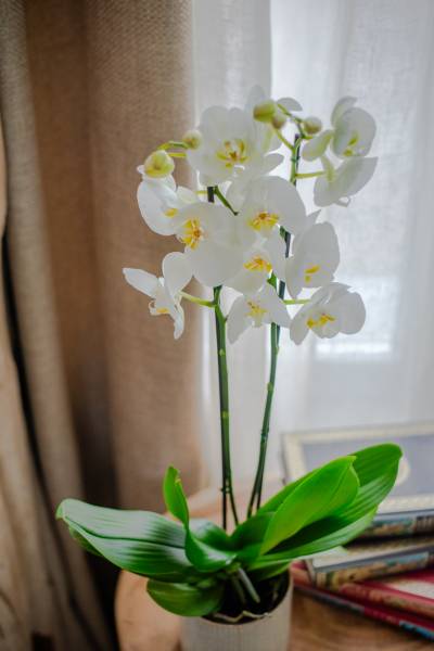 Livraison d'orchidées et compositions d'orchidées pour Roch Hachana à Neuilly-sur-Seine