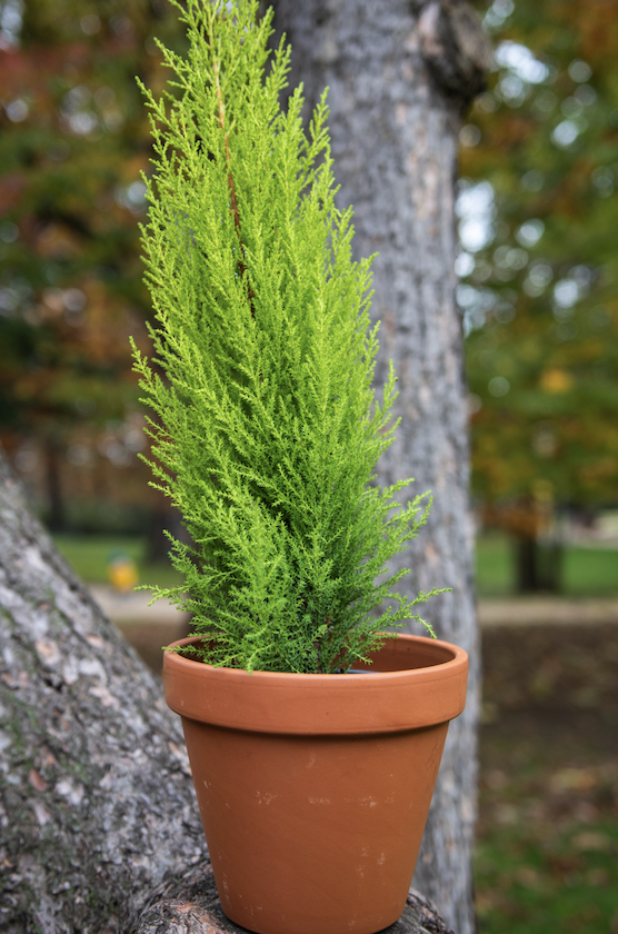 Vases et Cache-Pots de Fleurs d'Auteuil : Livraison à Levallois-Perret