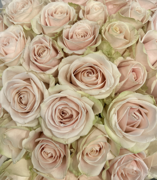 Un Bouquet de Roses pour une Rentrée Éclatante dans le 15e Arrondissement