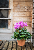 Artisan fleuriste à Neuilly-sur-Seine 92200