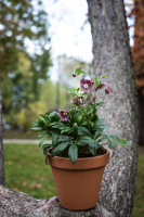 Fleurs d'Auteuil -  Livraison rapide de fleurs fraiches à Paris 16ème