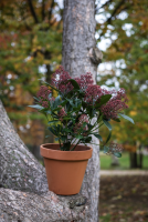 Fleurs d'Auteuil -  Vente de bouquets de tulipes à Paris 6ème