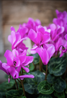 Fleurs d'Auteuil -  Compositions florales pour entreprises à Paris 16ème